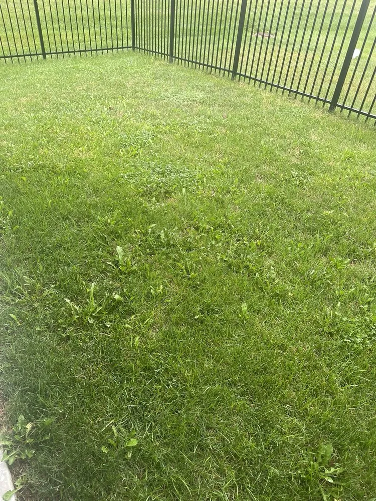 Professional yard maintenance for year-round maintenance in Indianapolis, IN by SunBlest Lawn Care