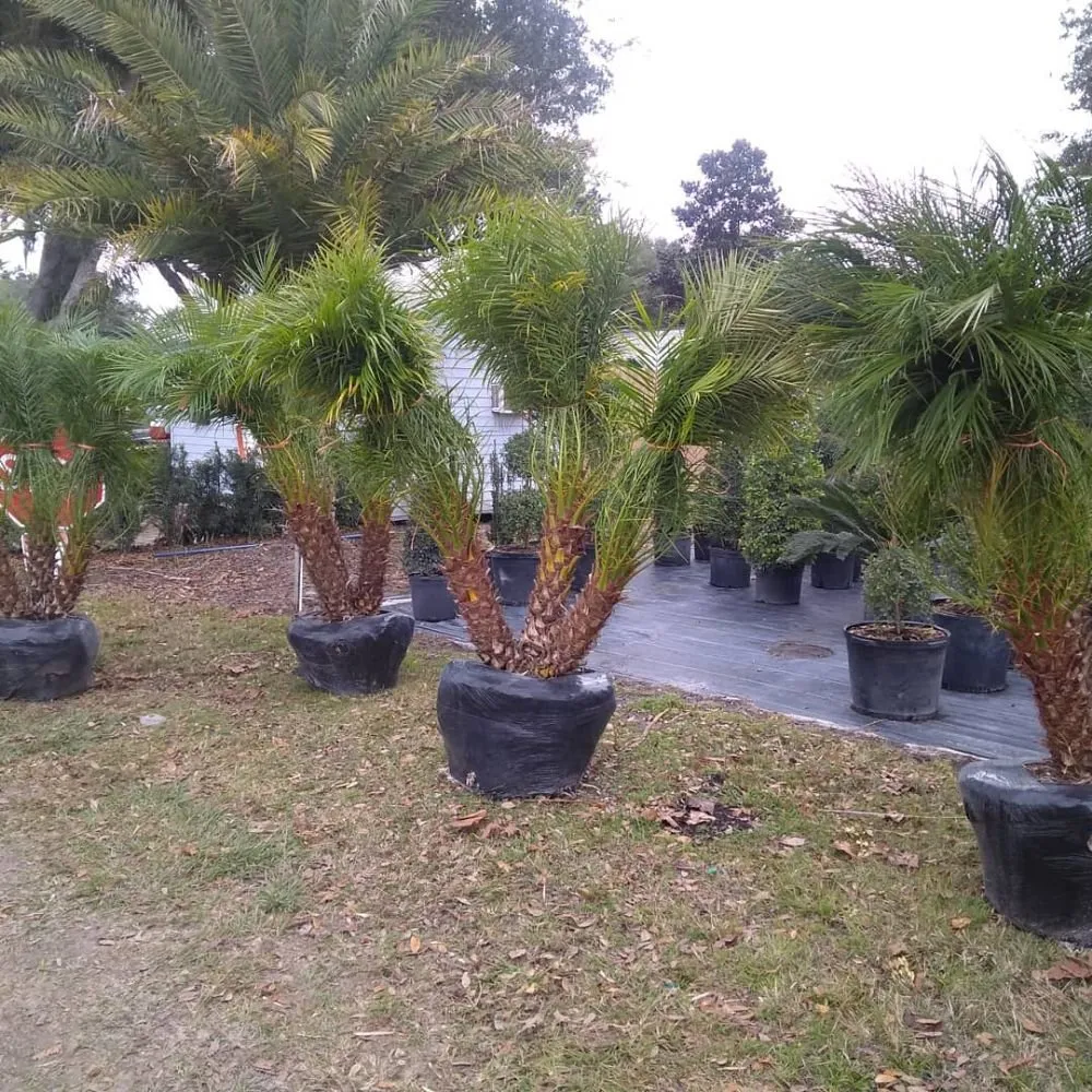 Reliable landscaping services experts serving Clermont, FL - Sunbright Landscape