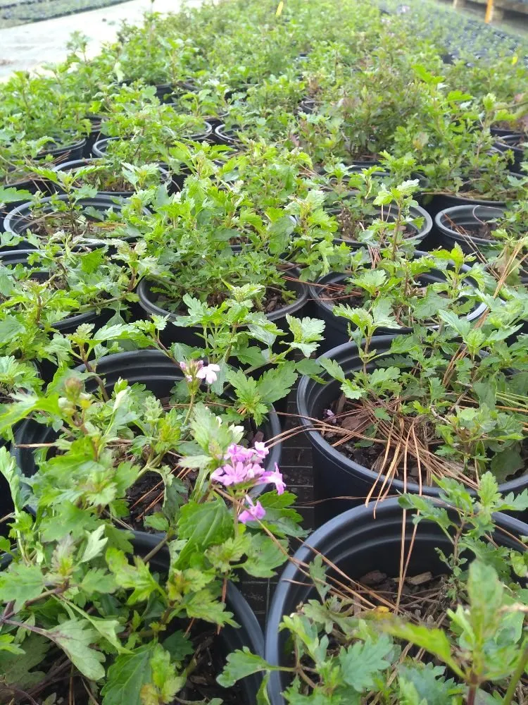 Top-rated lawn care service experts serving Clermont, FL - Sunbright Landscape