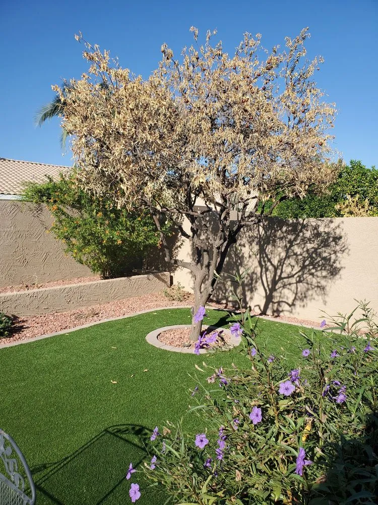Professional yard cleanup service near you across Peoria, AZ - Sunburst Landscaping