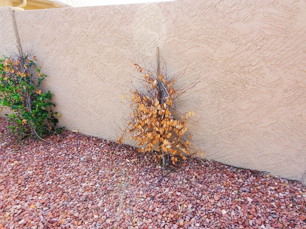 Top-rated garden landscaping in Peoria, AZ - Sunburst Landscaping