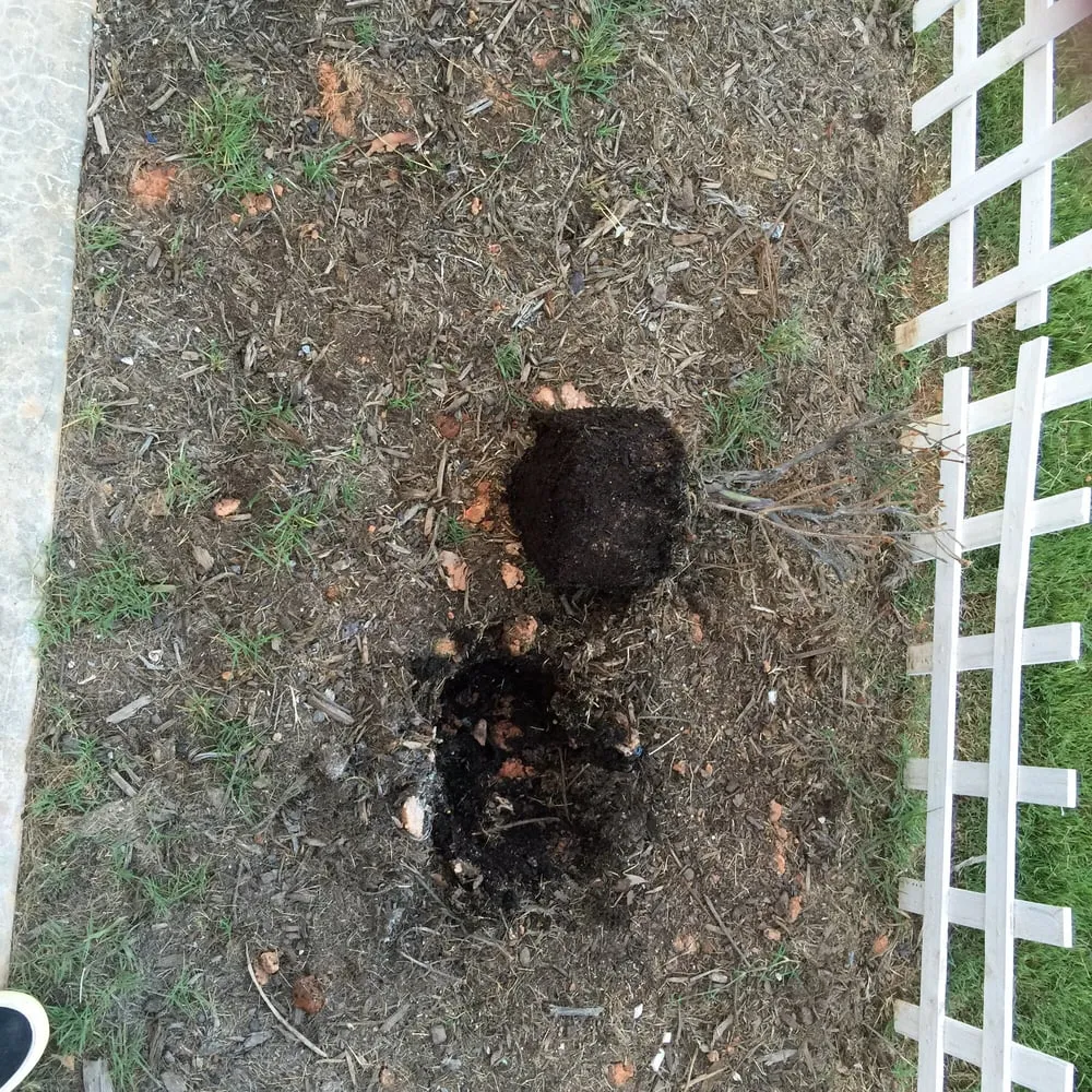 Trusted lawn care service for year-round maintenance across Spartanburg, SC - Sunburst Nursery and Landscape