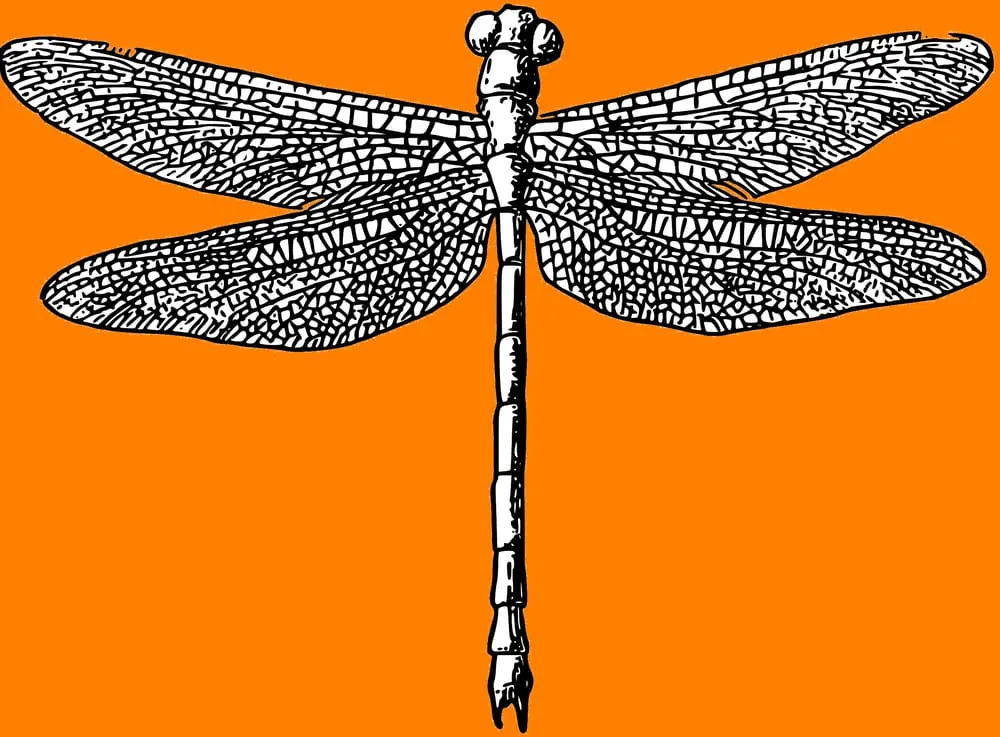 Reliable yard maintenance near you in Edmond, OK by Suncatcher Lawns