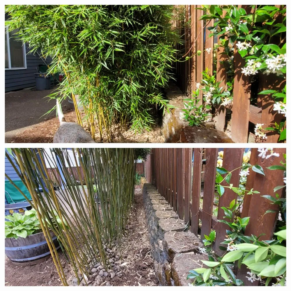 Expert yard cleanup service in Portland, OR - Sunchaser Gardening