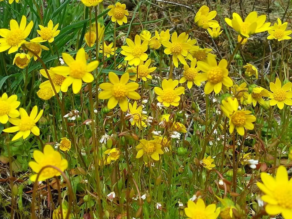 Trusted landscape installation experts serving Portland, OR - Sunchaser Gardening