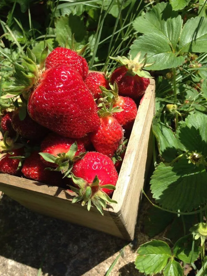 Trusted outdoor landscaping for outdoor upgrades across Portland, OR - Sunchaser Gardening