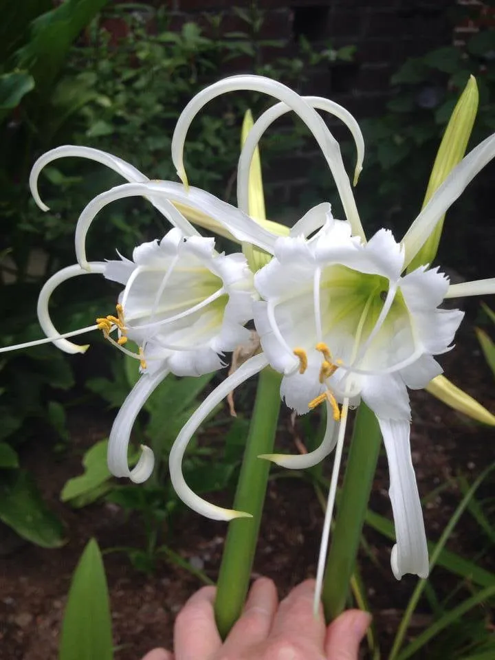 Affordable landscape installation in Portland, OR by Sunchaser Gardening