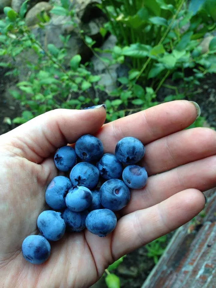 Top-rated landscaping services in Portland, OR - Sunchaser Gardening