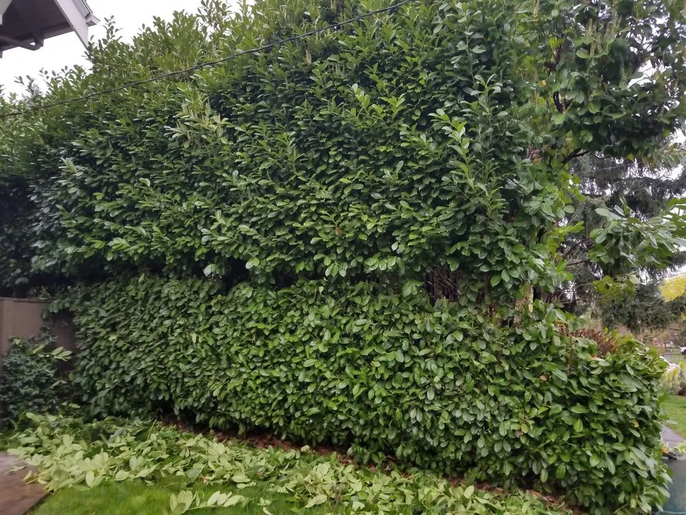 Expert lawn care service experts serving Portland, OR - Sunchaser Gardening