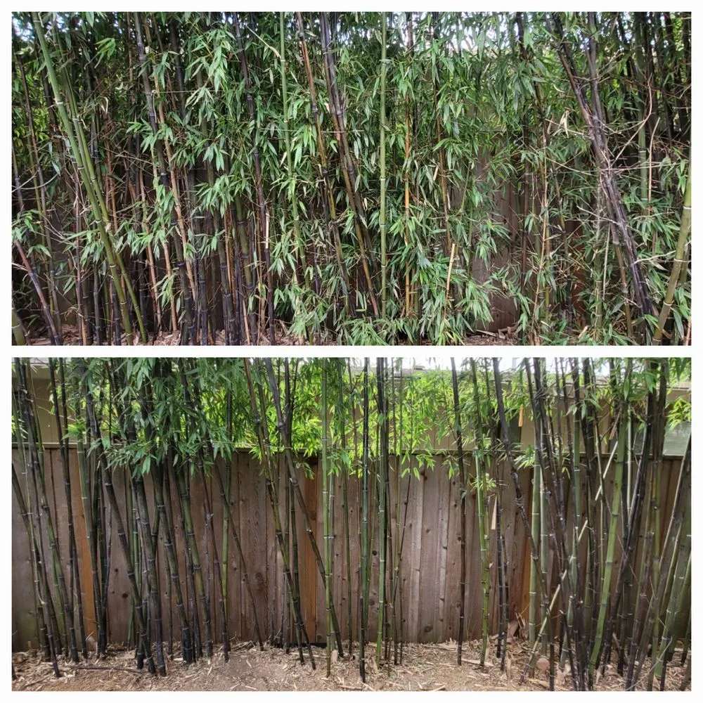 Local yard cleanup service in Portland, OR by Sunchaser Gardening