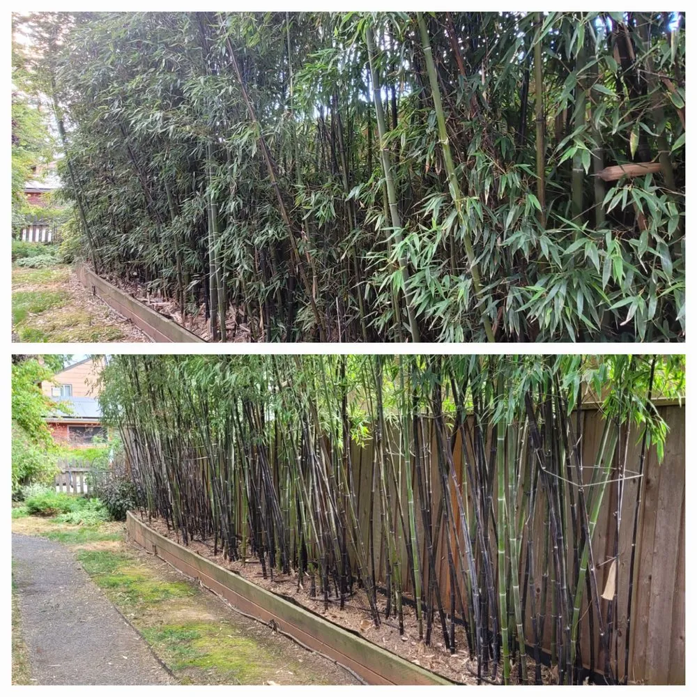 Expert lawn care service in Portland, OR by Sunchaser Gardening