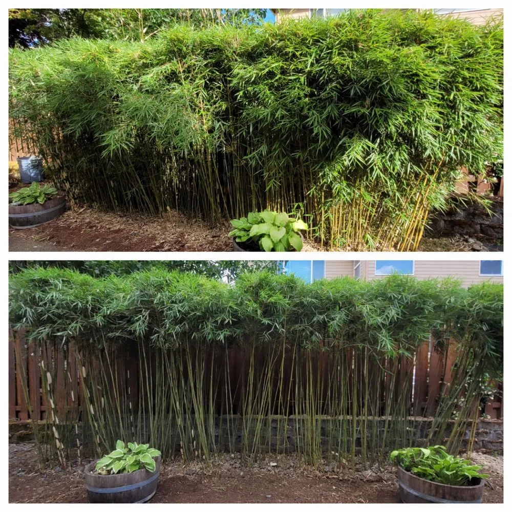 Expert lawn mowing service in Portland, OR by Sunchaser Gardening