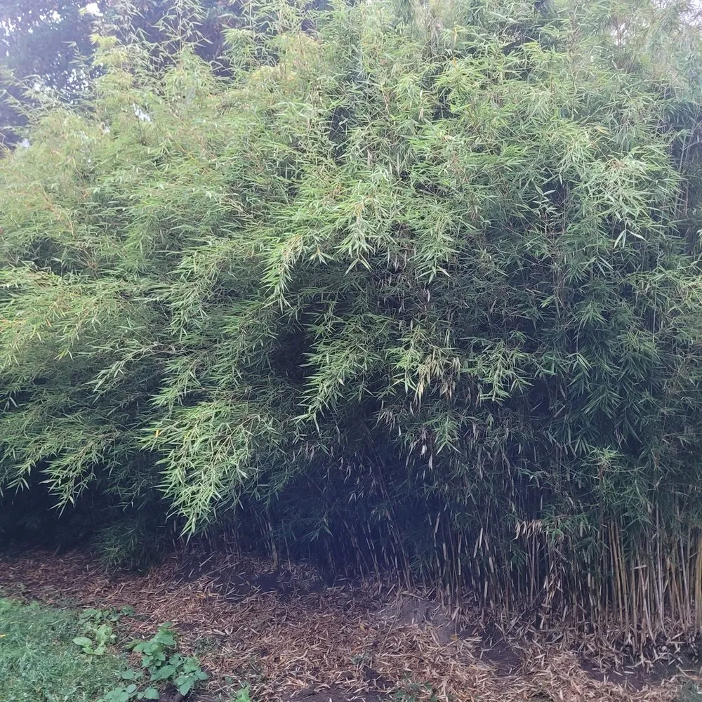 Expert yard maintenance experts serving Portland, OR - Sunchaser Gardening