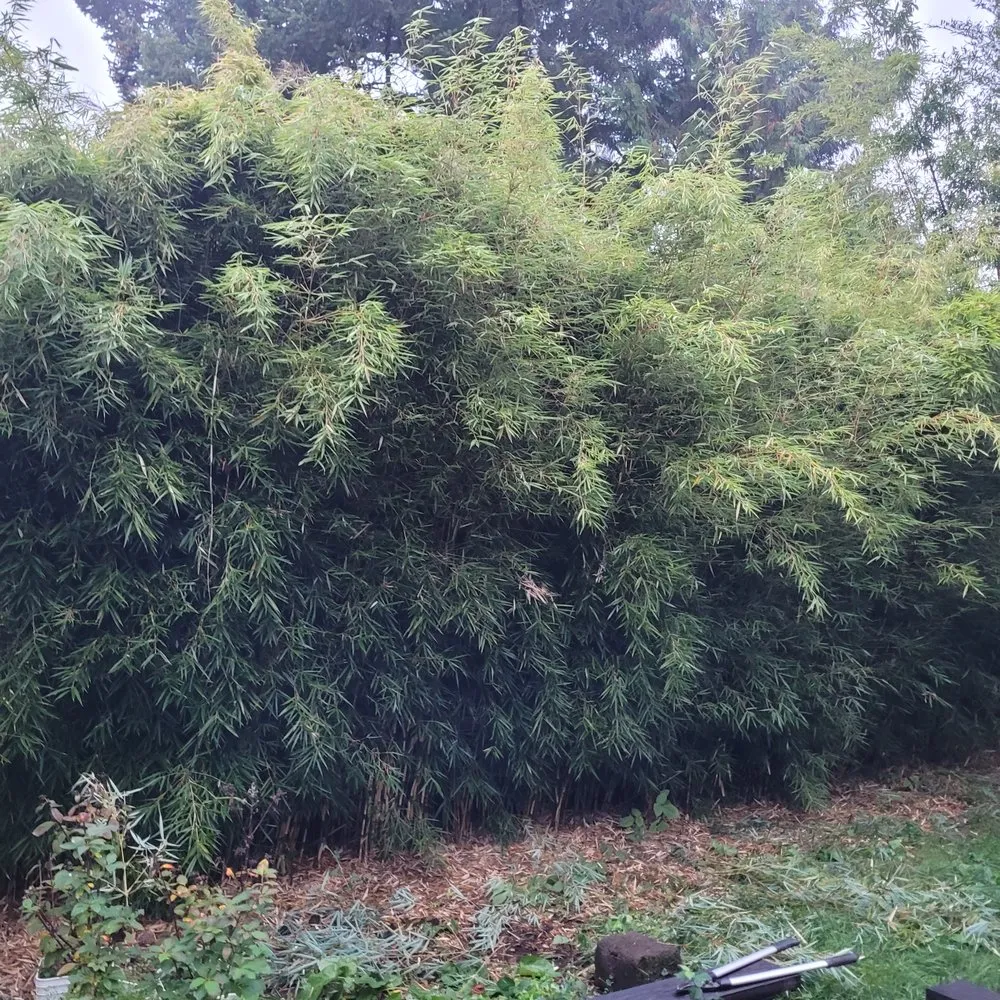 Reliable lawn care service in Portland, OR by Sunchaser Gardening