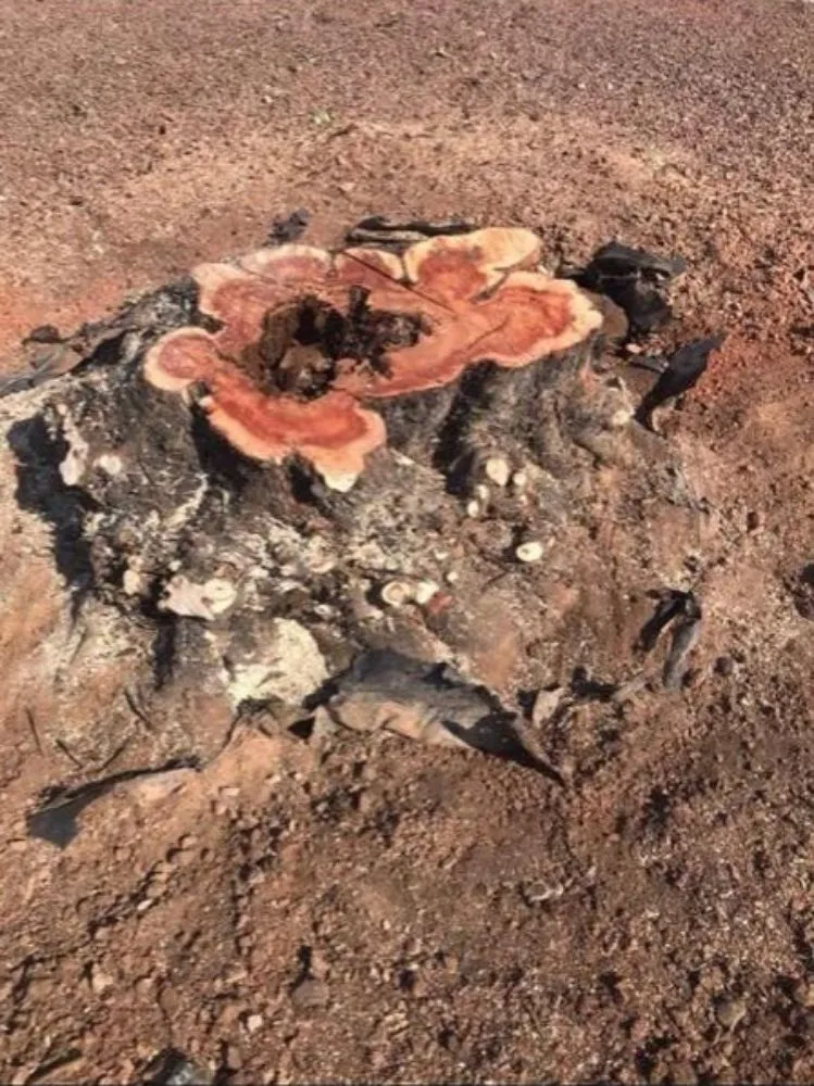 Trusted yard cleanup service for outdoor upgrades across Phoenix, AZ - Suncity Landscaping & Maintenance