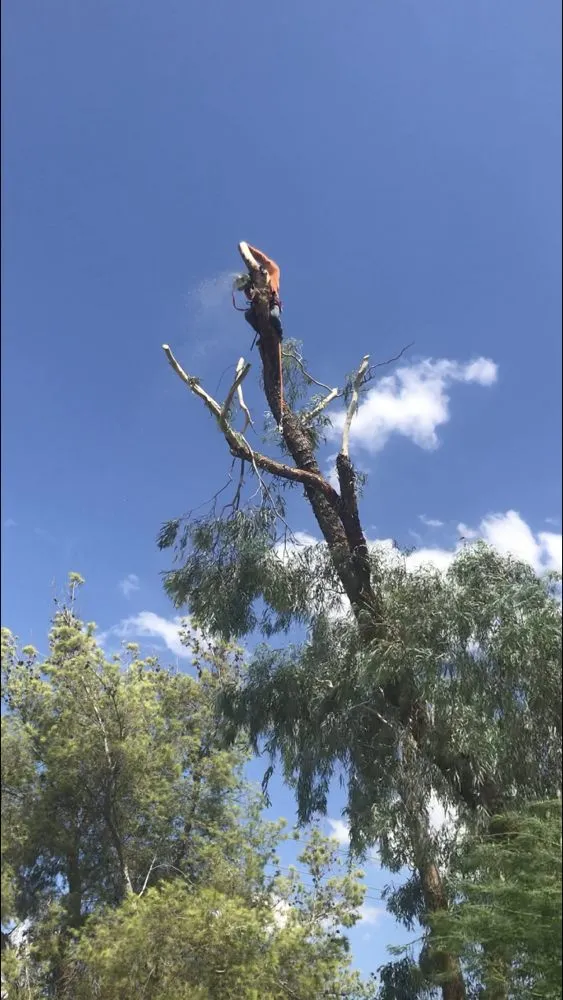 Local landscape design for outdoor upgrades in Phoenix, AZ by Suncity Landscaping & Maintenance