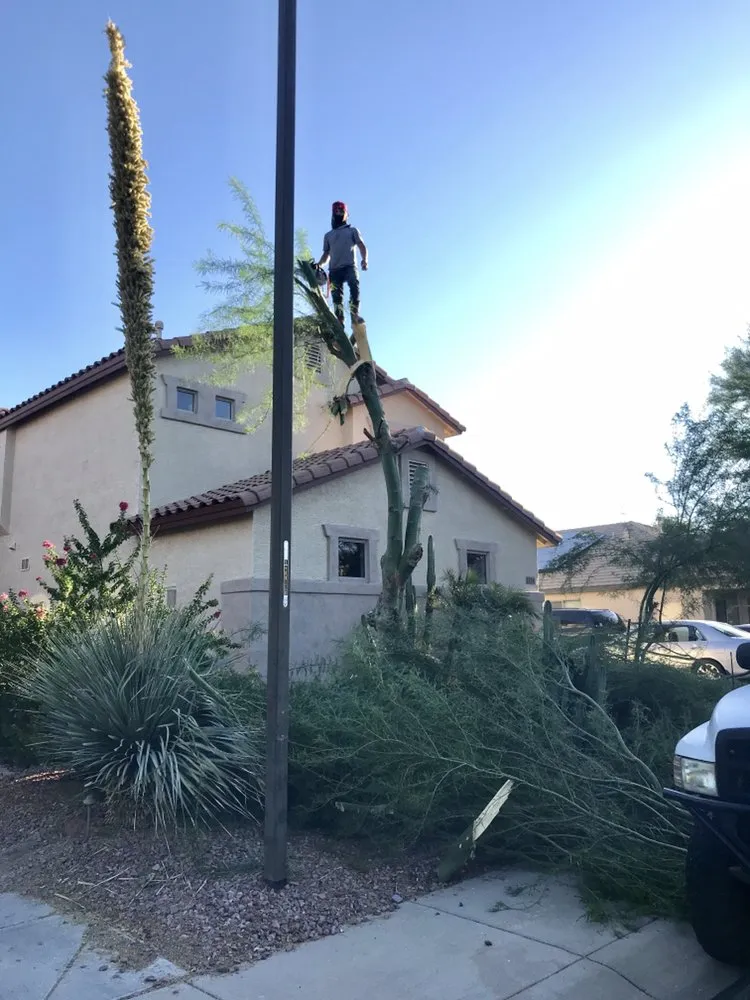 Affordable yard cleanup service in Phoenix, AZ by Suncity Landscaping & Maintenance