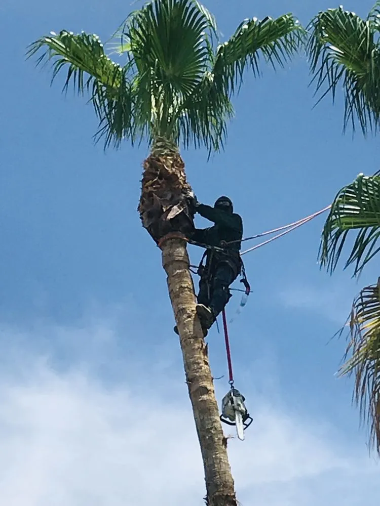 Expert lawn mowing service with custom design across Phoenix, AZ - Suncity Landscaping & Maintenance