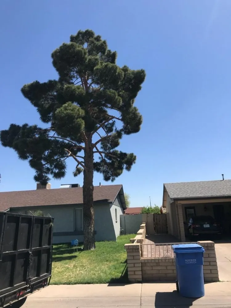 Affordable garden landscaping in Phoenix, AZ by Suncity Landscaping & Maintenance