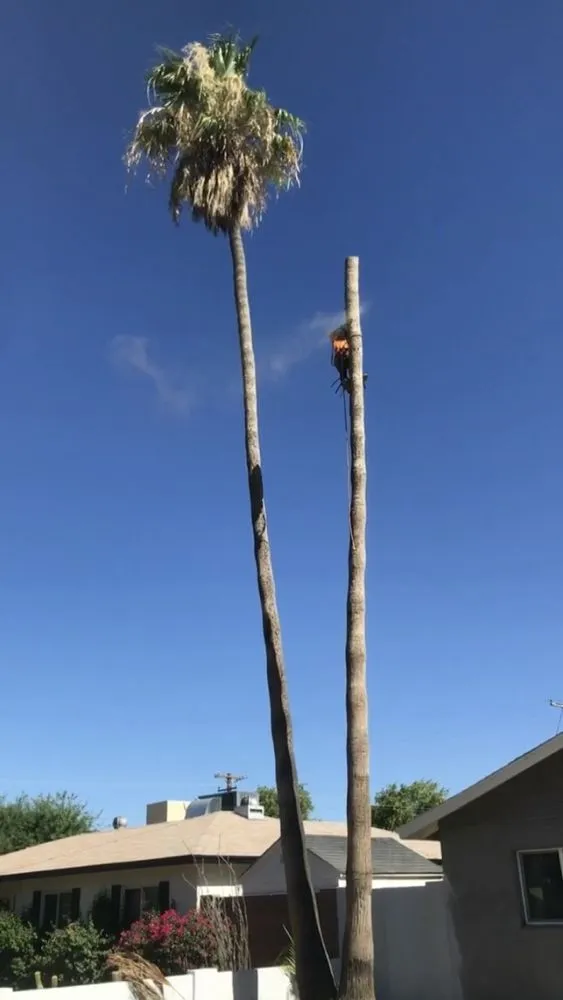 Professional landscape installation for homes in Phoenix, AZ by Suncity Landscaping & Maintenance