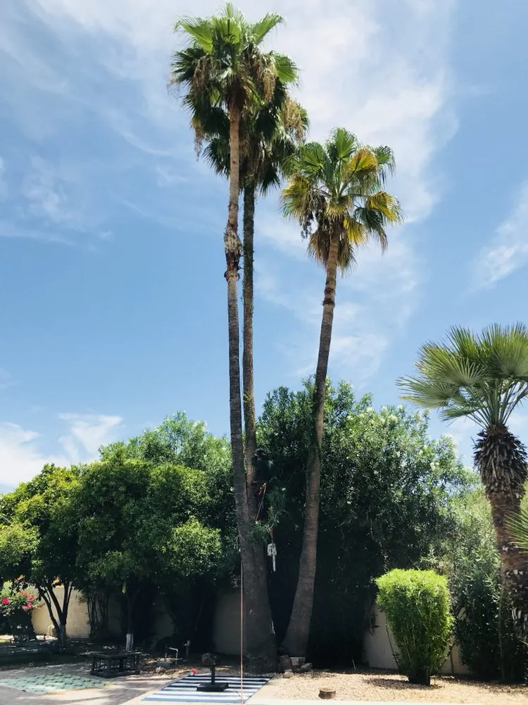 Top-rated landscape design experts serving Phoenix, AZ - Suncity Landscaping & Maintenance