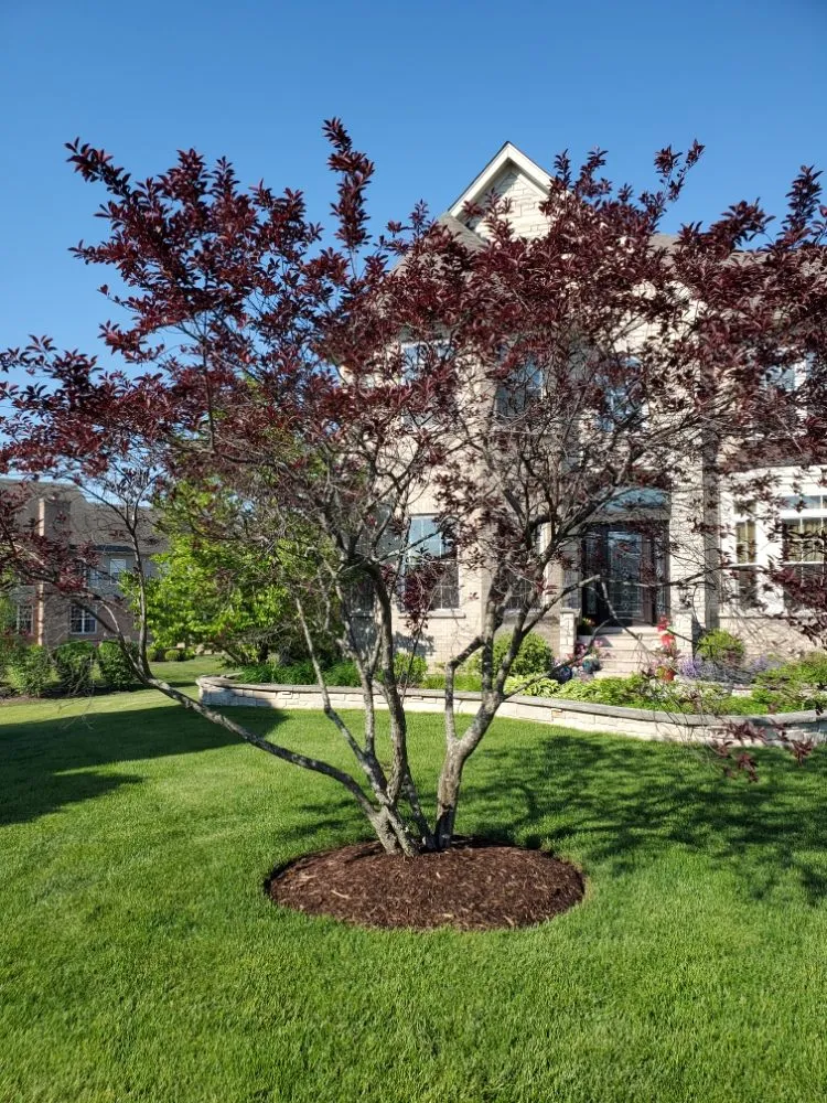Local yard cleanup service with custom design across Mundelein, IL - Suncity Landscaping