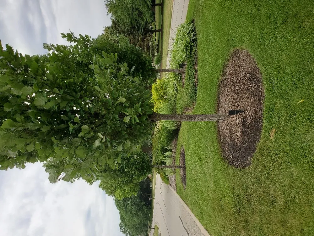 Professional yard maintenance for residential properties in Mundelein, IL by Suncity Landscaping