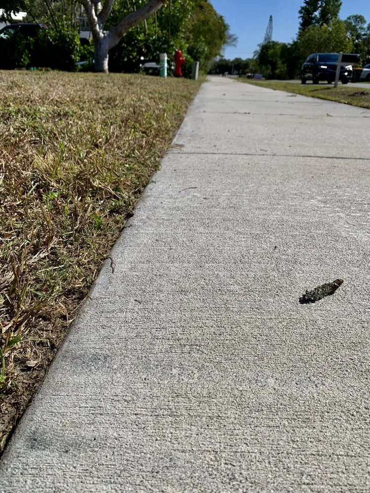 Expert landscape design in Naples, FL by Suncity Lawn