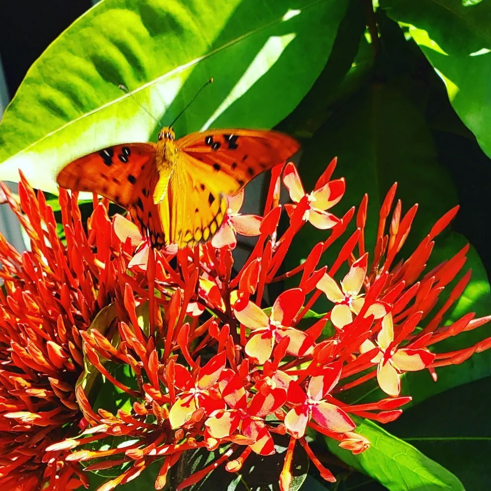 Reliable garden landscaping with custom design across New Port Richey, FL - Suncoast Landscaping and Lawn Care