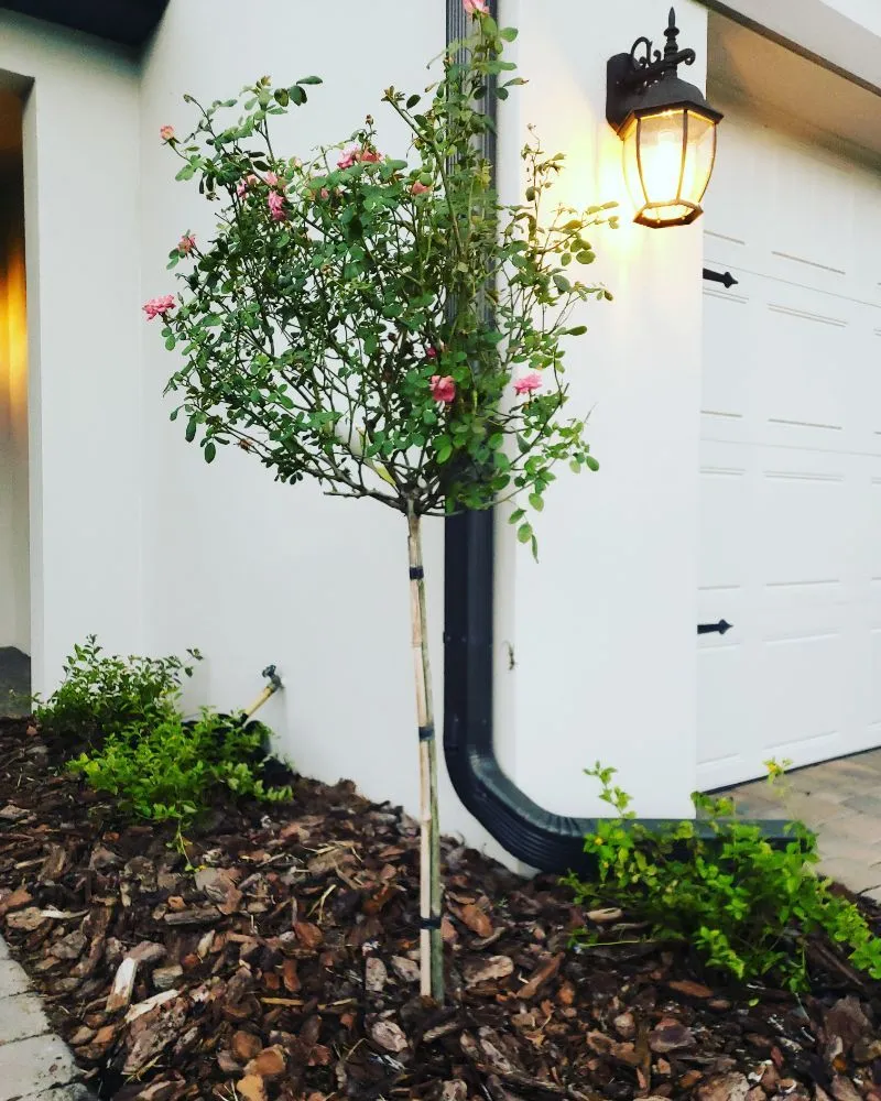 Local outdoor landscaping experts serving New Port Richey, FL - Suncoast Landscaping and Lawn Care