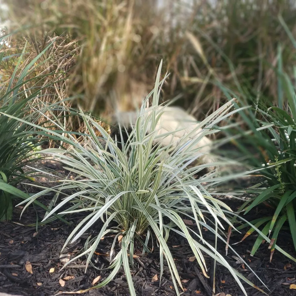 Professional yard maintenance experts serving New Port Richey, FL - Suncoast Landscaping and Lawn Care