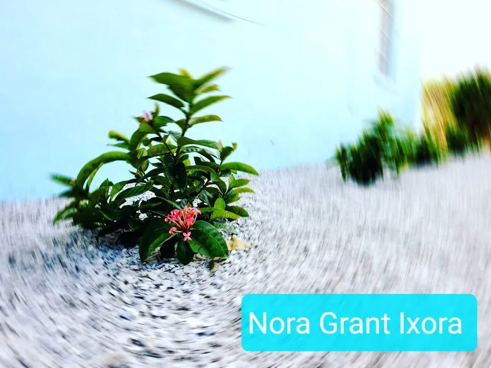 Expert residential landscaping experts serving New Port Richey, FL - Suncoast Landscaping and Lawn Care