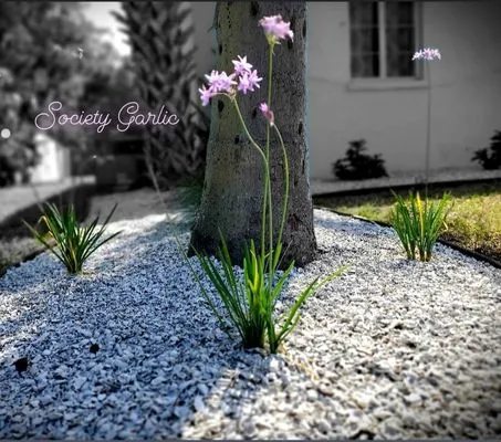 Suncoast Landscaping and Lawn Care Logo