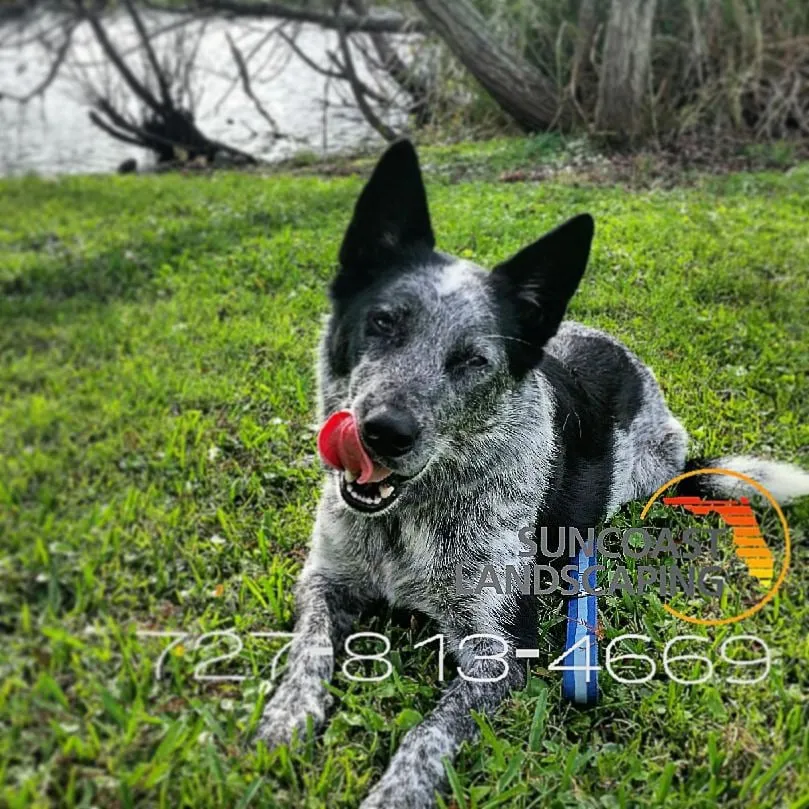 Local lawn mowing service experts serving Saint Petersburg, FL - Suncoast Landscaping