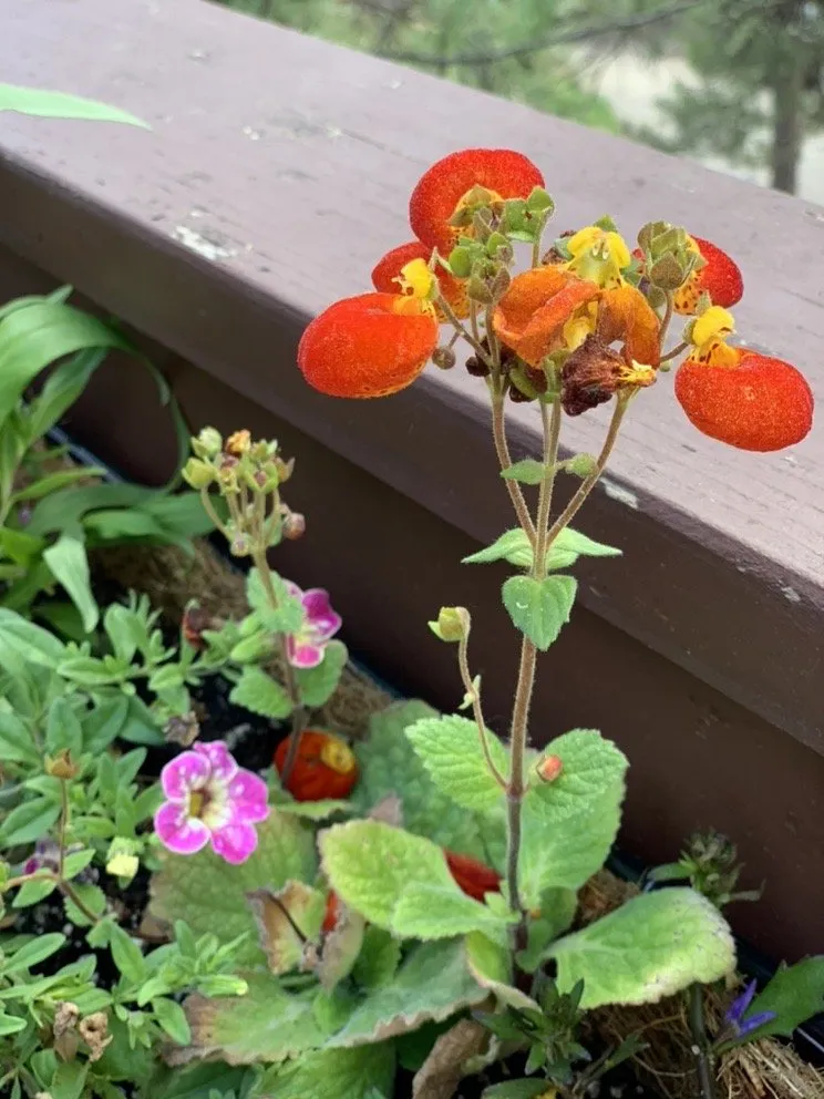 Top-rated lawn mowing service in Evergreen, CO - Sundance Garden & Landscaping