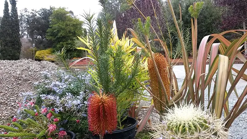 Affordable landscaping services near you in Royal Oaks, CA by Sundance Landscapes