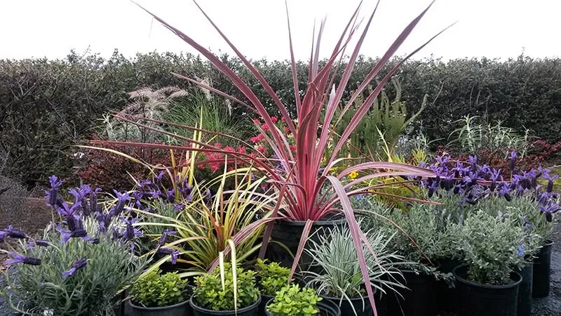 Expert landscape design near you across Royal Oaks, CA - Sundance Landscapes