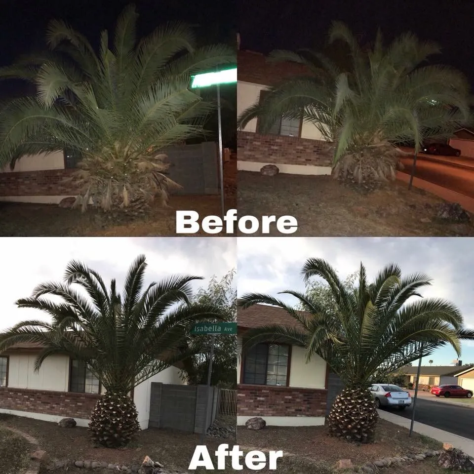 Top-rated yard cleanup service in Gilbert, AZ by Sundial Landscaping Solutions