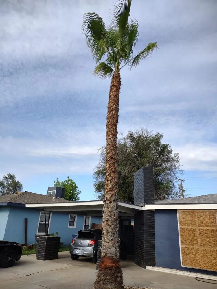 Top-rated yard maintenance in Lindsay, CA by Sunflower Landscaping