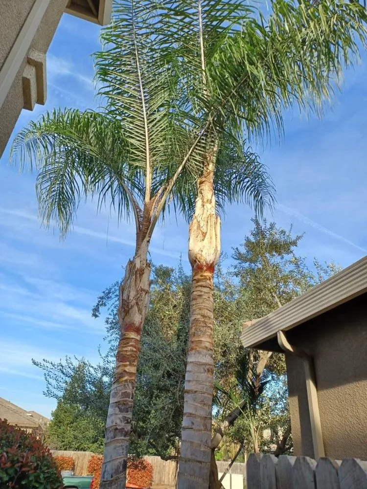 Trusted residential landscaping for outdoor upgrades across Lindsay, CA - Sunflower Landscaping