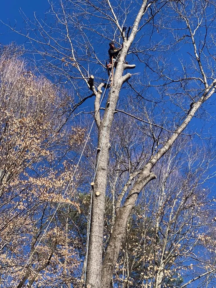 Professional garden landscaping experts serving Atlanta, GA - Sunflower Lawn Services