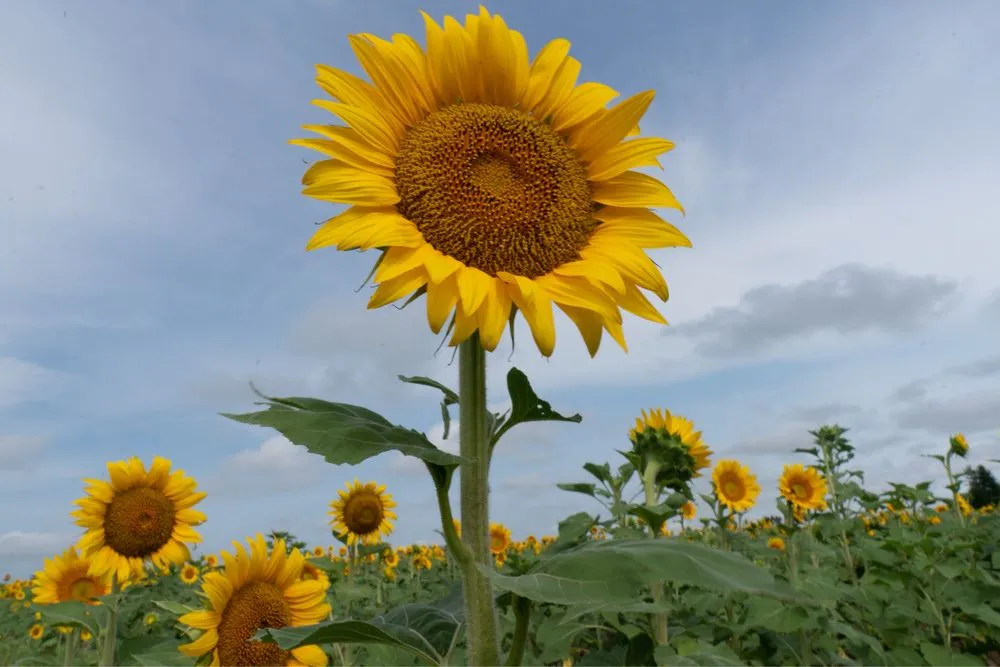 Expert lawn care service for year-round maintenance across Atlanta, GA - Sunflower Lawn Services