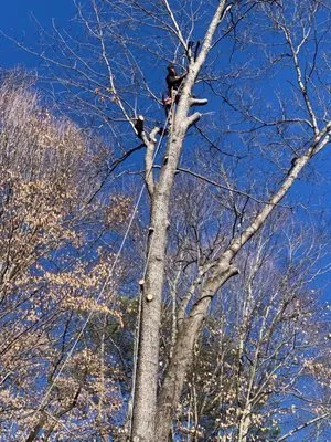 Sunflower Lawn Services Logo