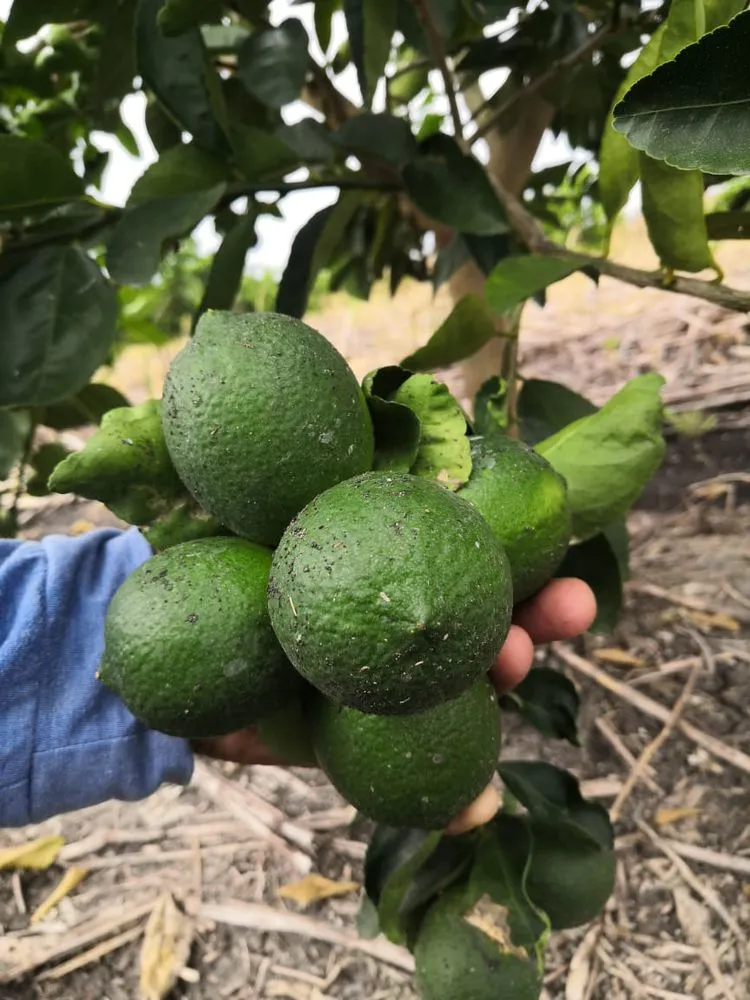 Affordable yard maintenance with custom design across Ridgeland, SC - Sunflower Outdoor