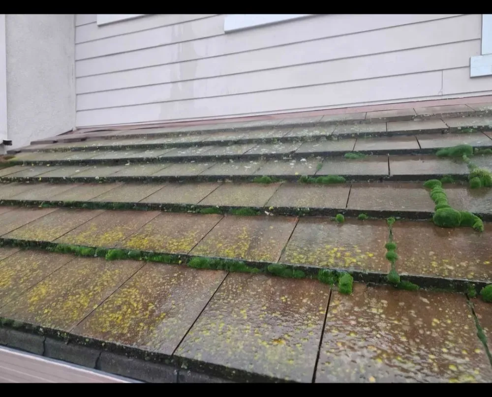 Trusted landscape design for homes in San Leandro, CA by Sunflowers Gardener