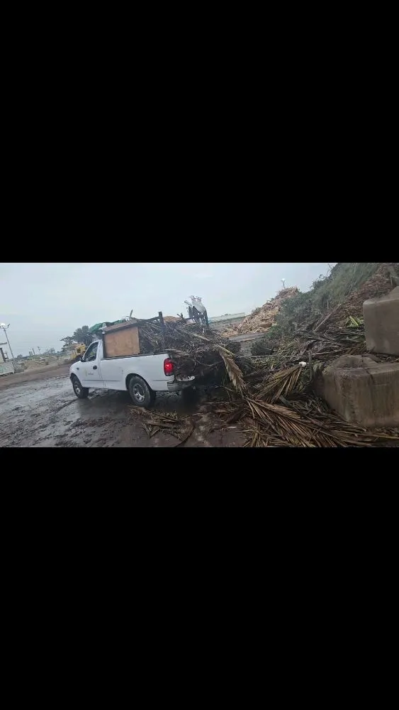 Reliable yard maintenance experts serving San Leandro, CA - Sunflowers Gardener