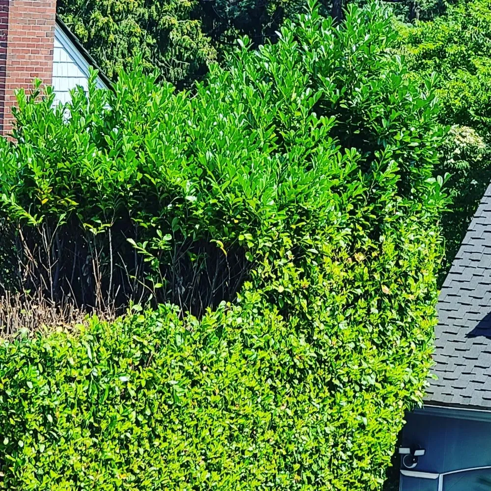 Affordable residential landscaping for homes across Renton, WA - Sunglow Maple Landscaping Services