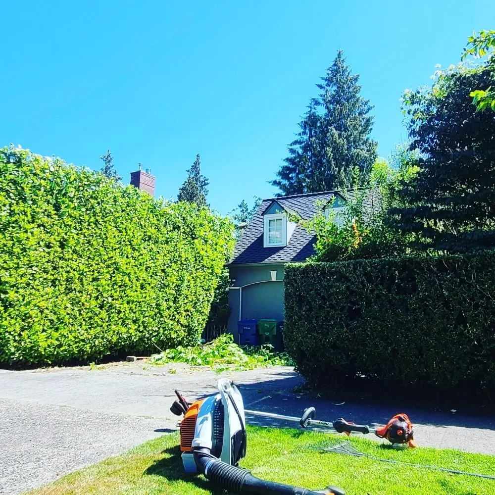 Reliable lawn care service for homes in Renton, WA by Sunglow Maple Landscaping Services