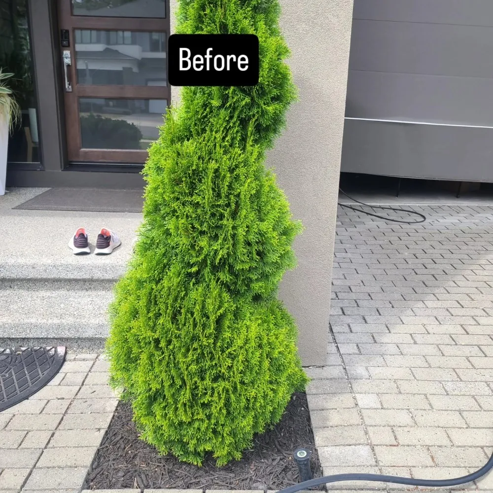 Expert landscape design with custom design in Renton, WA by Sunglow Maple Landscaping Services