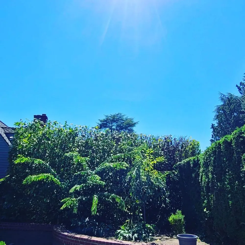 Top-rated outdoor landscaping experts serving Renton, WA - Sunglow Maple Landscaping Services